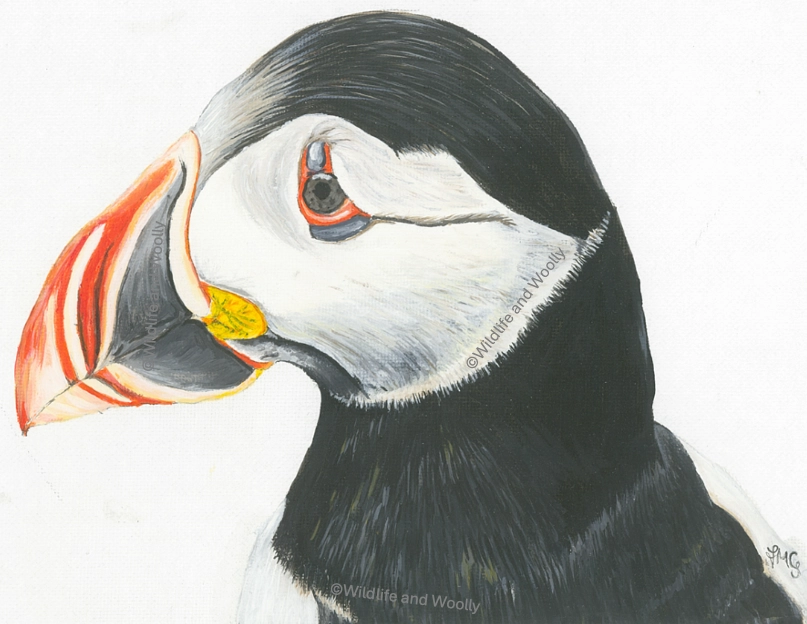Painted Puffin