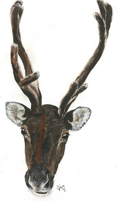 Painted Reindeer