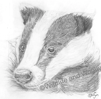 Badger Pencil Sketch