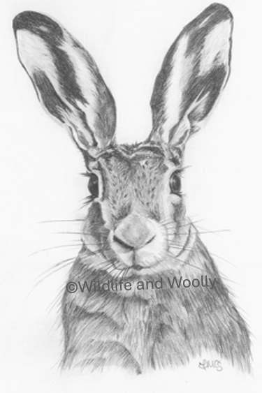 Facing Hare Sketch