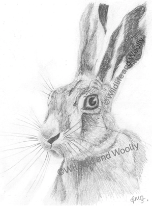 Hare Pencil Sketch